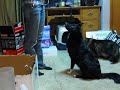 Spirit's Tricks - Spin and Twirl