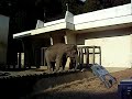 Crazy dancing elephant