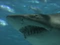 Cool Fish!