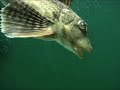 Cool Fish!