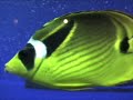 Cool Fish!