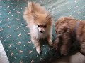 Dogs