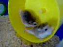 Roborovski dwarf hamster circus! Roborovski dwarf hamster circus!
