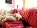 Digging Dog behaves live a dying fly, (maybe trying to burry Mr.Fang)