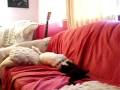 Digging Dog behaves live a dying fly, (maybe trying to burry Mr.Fang)