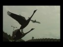 \"Spotters\" : Robin Bamps & Rutger Beyen \"Spotters\" : Robin Bamps & Rutger Beyen