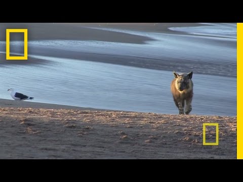 geographic - Join husband-and-wife team Frans Lanting and Christine Eckstrom on a wild desert journey through Namibia — a land of exotic creatures and haunting landscapes.