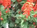 videos de Tropisch Vordenstein  4 - Trachycarpus fortuneli