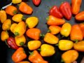 MINI SWEET PEPPER 9.2 S