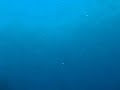 バイキングダイバーズ五島ツアー20091208_2.avi
