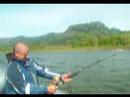 Columbia River Sturgeon \" OVERSIZE!!! \"