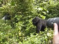 Gorillas in Rwanda