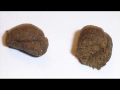 Amsterdam weed marijuana  hash selection