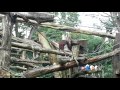 Funny monkey showing his ass