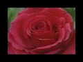 Scary Deceiving Red Rose. Scary Deceiving Red Rose.
