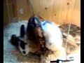 Boa Constrictor Eating Rabbit *vid is graphic* u holierthanthou types dont watch Boa Constrictor Eating Rabbit *vid is graphic* u holierthanthou types dont watch