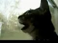Funny cat noise