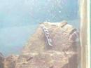 Reprodu��o P.demasoni \