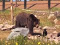 Watch 'Oso Pardo  '