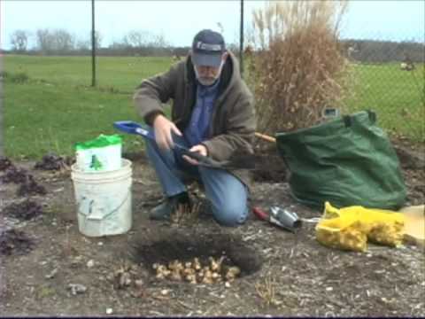 how to fertilize spring bulbs