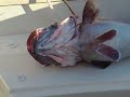 Cernia