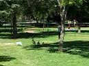 Bokkie Park - Boksburg South Africa