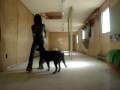 Dogbook Movie: Freestyle canin Dogbook Movie: Freestyle canin