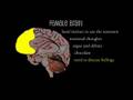 Male and Female Brains are Different - fMRI