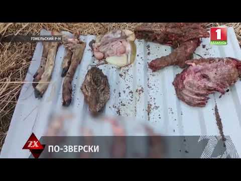 Гомельчанин на сельскохозяйственном поле возле деревни Новые Дятловичи в запрещенный срок застрелил взрослую самку косули с четырьмя эмбрионами видео