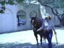 2007 American Quarter Horse Assn. NCHA Broodmare of the Year Smart Little Thunder 2007 American Quarter Horse Assn. NCHA Broodmare of the Year Smart Little Thunder