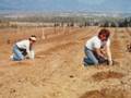 UBCO Educ 417: Pioneer Vineyards