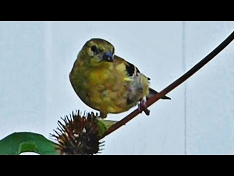 how to harvest echinacea purpurea