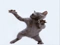 ♥♥♥ Very Funny Cats 3 ♥♥♥