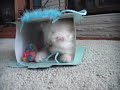 Cute Kitten Bag Fun Part 1 Cute Kitten Bag Fun Part 1