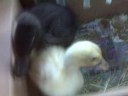 The Babys