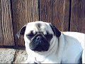 Pug and Pugs have fun...(Mops,Mopswelpen)