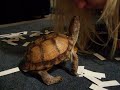 Yes, I really kiss him! Yes, I really kiss him!