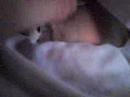 Ringneck dove Ringneck dove