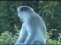 Vervet Monkey 6-2-2008 Vervet Monkey 6-2-2008