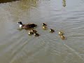 First ducklings of the year at White Post Farm! First ducklings of the year at White Post Farm!