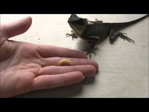 YouTube reptile video