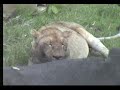 Lions after a Kill