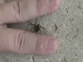 Brown Recluse Spider Crawling on Hand