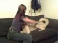 Something to consider before you get a Husky