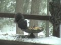 Muskoka Snow Squalls