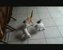 gros petits chiens et chats gros petits chiens et chats