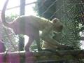 videos de MACACO TOMOU O CELULAR DE UMA VISITANTE NO PARQUE CHICO MENDES DE RIO BRANCO