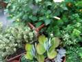 popi's terrace