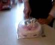 LAURA`S 13th BIRTHDAY PARTY - 05/10/07