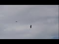 Bald Eagle versus Red Tail Hawk